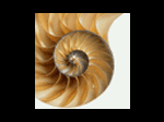 AbsorbLearning